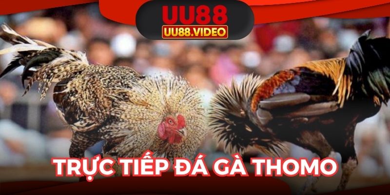 Trực Tiếp Đá Gà Thomo - Cập Nhật Link Phát Sóng Nhanh Nhất
